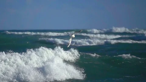 Ocean big waves sea bird seagull Stock Footage 69911694