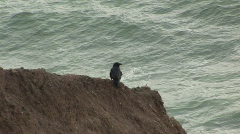 Ocean bird fly Stock-Footage 487818