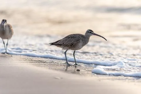 Ocean bird staying active along the shoreline. Stock Photos