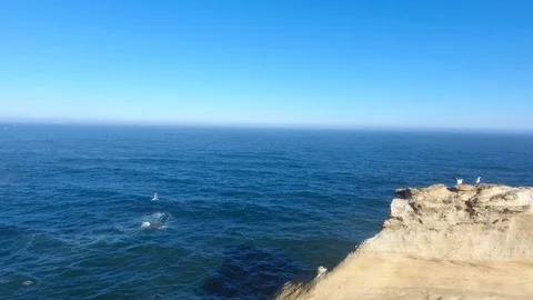 Ocean birds cliff Stock Footage 81837825