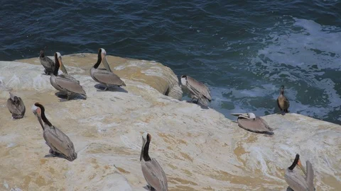 Ocean Birds Resting and Nesting ar La Jolla Cove Vídeo Stock 125091754