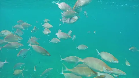 Ocean blue under water fish swimming through sea 動画素材 89729121