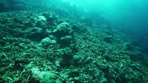 Ocean bottom with dense corals offers shelter for fishes Stock Footage 283887334