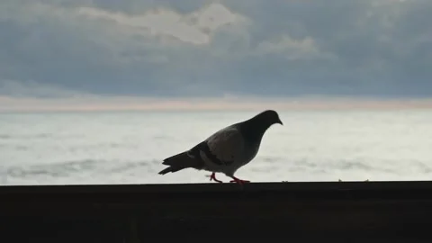 Ocean breeze blows as bird eagerly nibbles on damp metal rail Stockbeeldmateriaal 335950536