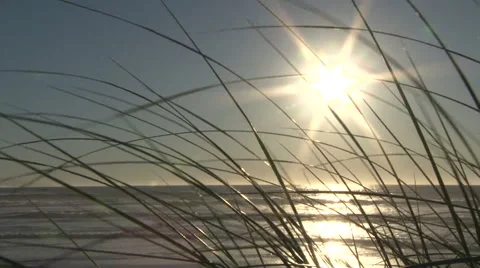Ocean Breeze Through Beach Grass Stock Footage 61871474