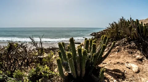 Ocean Cactus Timelapse 4k Stock Footage 68995606