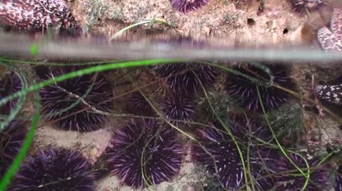 Ocean camera pans around a tide pool 01 Stock Footage 54294406