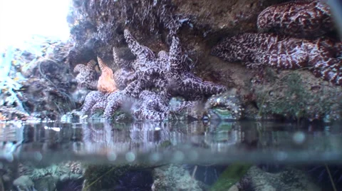 Ocean camera pans around a tide pool 02 Stock Footage 54294413