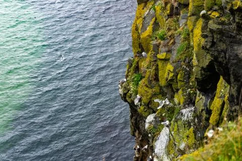 Ocean Cliffs with a swarf of seagulls at the cliffs in Ireland Stockfoto's
