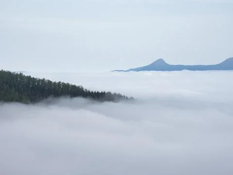 Ocean of clouds above mountain forest - Beautiful misty landscape with pine.. Stock Photos