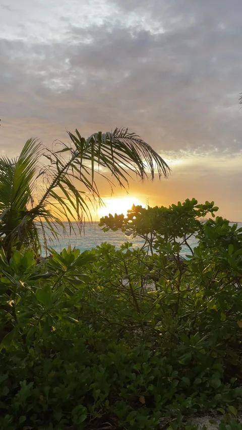 Ocean cloudy sunset green trees vertical Stock Footage 201181613