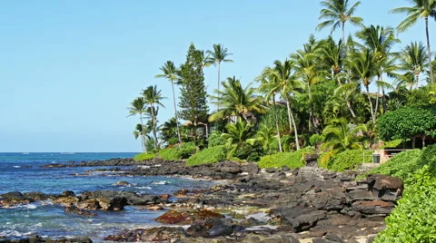 Ocean coast with palm trees Stock Footage 48317965