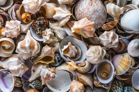 Ocean coast. Seashells background. Texture of the sea shells.1 库存照片