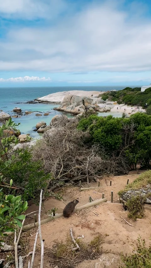 Ocean coastline in Cape Town	 Видео 333570625