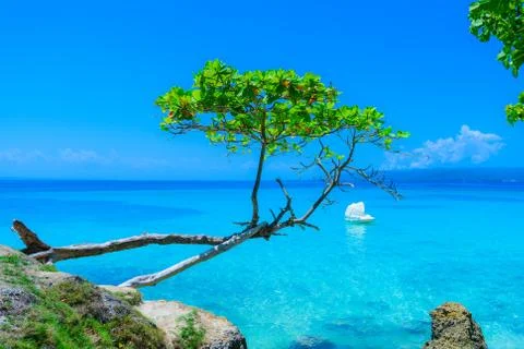 Ocean coastline with trees Stock Photos