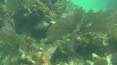 Ocean coral and algae Stock Footage 40669006