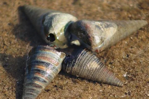 Ocean Creature Telescopium Snails In The Water Stock Photos