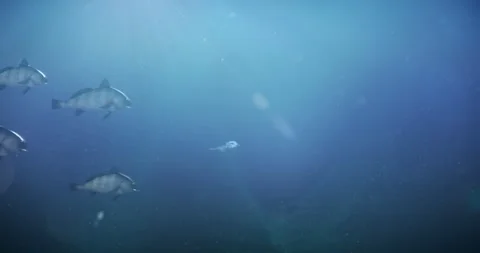 Ocean creatures prehistoric ammonite, gator, fish Vidéo 245212112