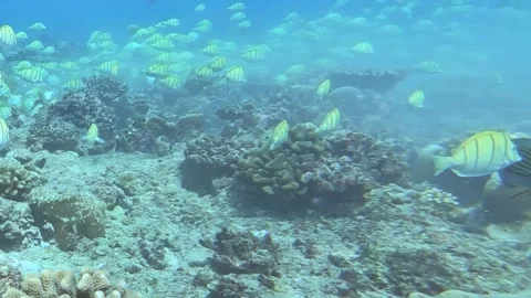 Ocean Currents Guide a Shimmering School Past a Thriving Coral Reef Stock Footage 340457345