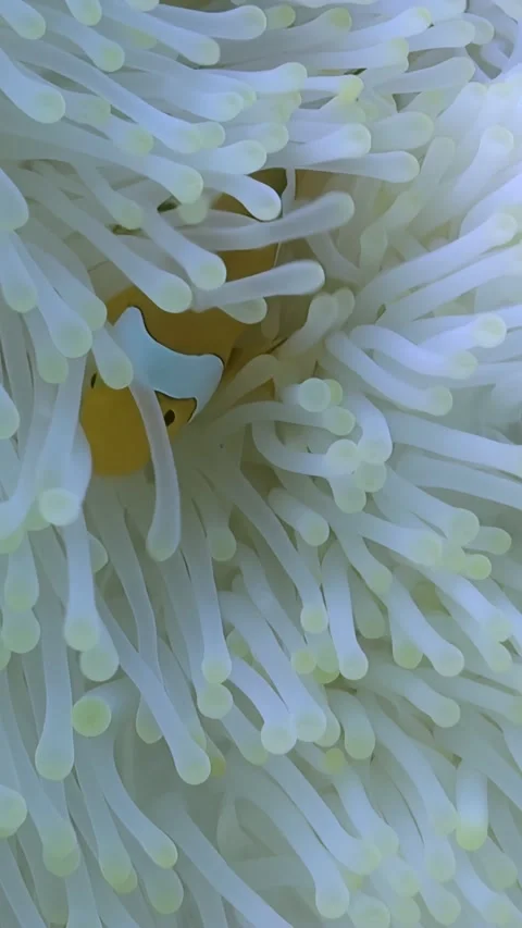 Ocean Dance Clownfish Cavorts in a White Anemone Garden 库存影片 337480357