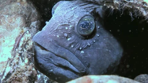 Ocean Denizen Face Close-Up of Atlantic Wolffish Lurking Near Rocks Stock Footage 326070967