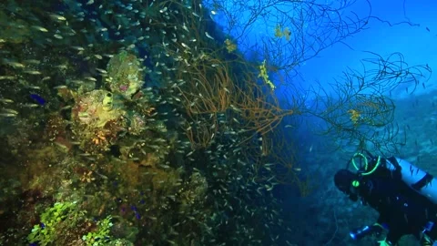 Ocean diver Stock Footage 325733542