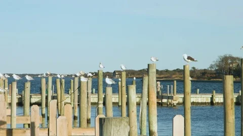 Ocean docks during a breezy summer with birds Video stock 76591276