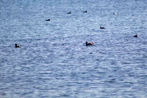 Ocean with ducks Stock Photos
