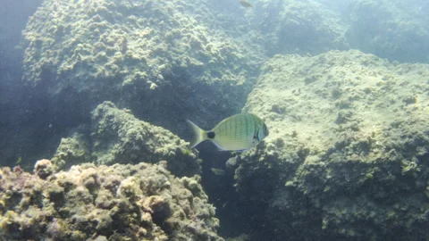 Ocean ecosystem with sunrays illuminating rocky seafloor covered in green algae Stock Footage 343064617