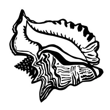 Ocean fauna doodle shell seashell in live line style hand drawn black ink. Stock Illustration