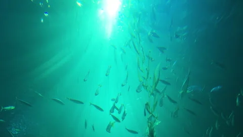 Ocean fish and aqua world in a big blue aquarium Stock Footage 300063485