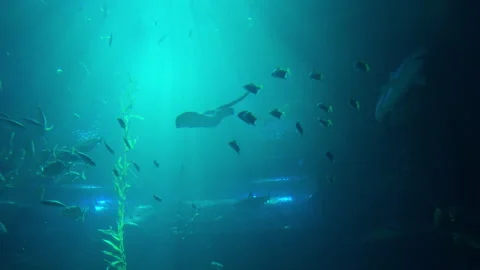 Ocean fish and aqua world in a big blue aquarium Stock Footage 300063491