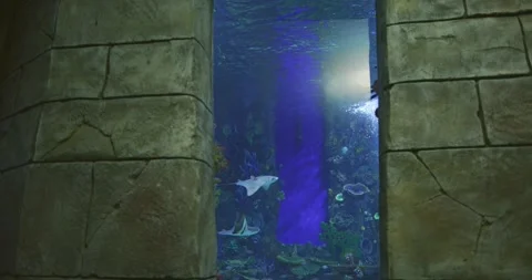 Ocean fish in an aquarium surrounded by an underwater city Stock Footage 255356297