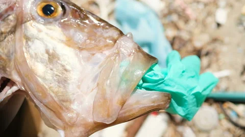 Ocean Fish dead eating plastic rubber glove on a debris polluted sea habitat Stock Footage 154220634
