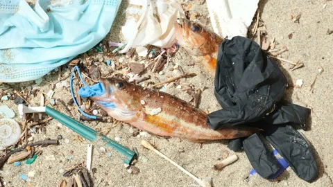 Ocean Fish dead eating plastic rubber disposable glove on a polluted sea habitat Vídeos de archivo 154220723