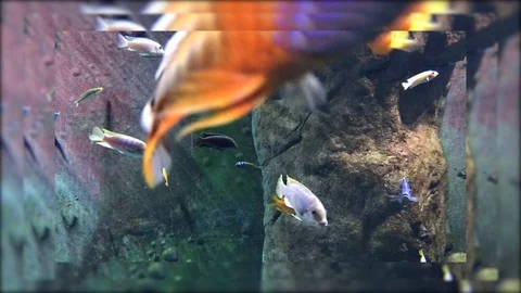 Ocean fish Stock Footage 90783982