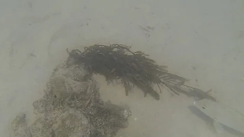 Ocean Fish Stock Footage 113032385