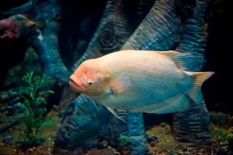 Ocean fish in a large aquarium of algae and fish of other species Stock Photos