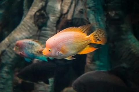 Ocean fish in a large aquarium of algae and fish of other species Stock Photos