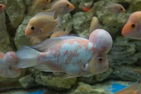 Ocean fish in a large aquarium of algae and fish of other species Stock Photos