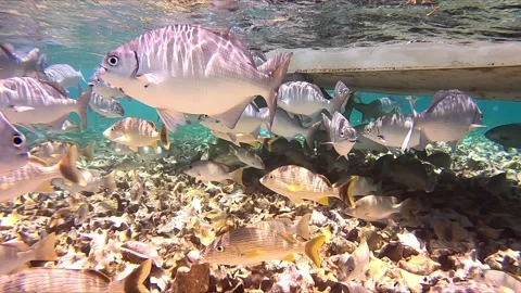 Ocean fish over conch shells Stock Footage 168527365