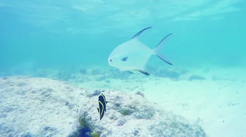 Ocean Fish Underwater Stock Footage 57751848