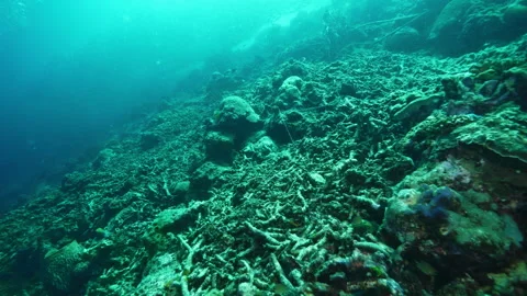 Ocean floor covered with various corals and stones Stock Footage 282497661