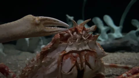 Ocean Floor Explorer: A Crab's Underwater Journey Stock-Footage 252037530