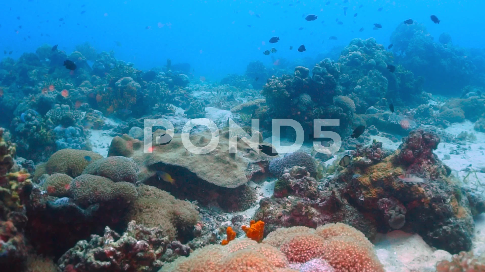 ocean floor coral