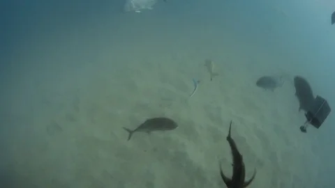 Ocean floor hiatus Stock-Footage 82699043