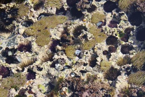 Ocean floor Stock Photos