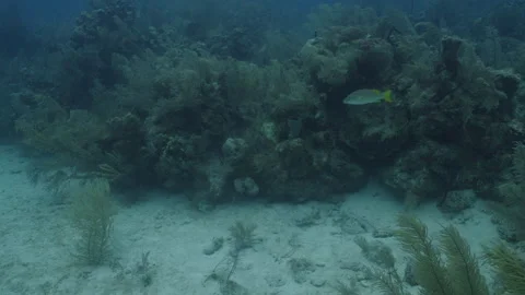 Ocean Floor Reef in Belizean Waters Stock Footage 306392427