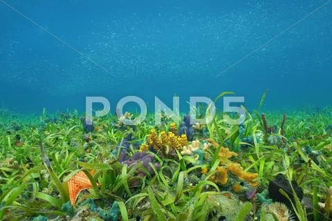 Ocean Floor With Sea Grass And Colorful Sponges