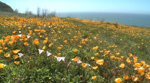 Ocean Flowers 動画素材 1078189